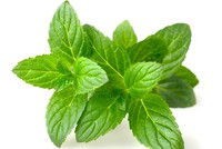 Mint Leaves [1 Pack]